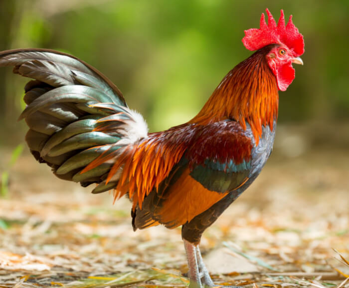 土佐の尾長鶏の刺繍